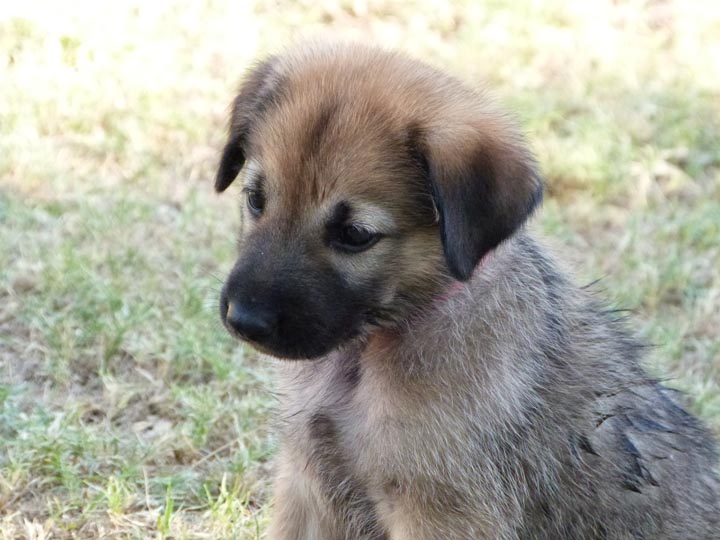 chinook dog